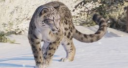 Majestátní levhart sněžný jedním z lákadel Planet Zoo 2