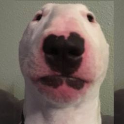 Shrek is love shrek is live