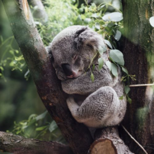Stoned-Koala