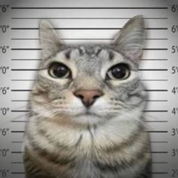 Munraito