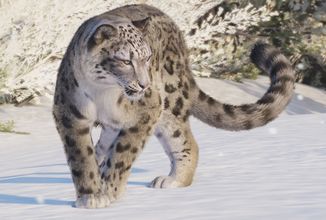 Majestátní levhart sněžný jedním z lákadel Planet Zoo 2