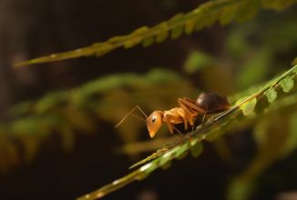 Záchrana mravenců v real-time strategii překvapuje realistickou grafikou