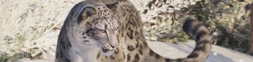 Majestátní levhart sněžný jedním z lákadel Planet Zoo 2