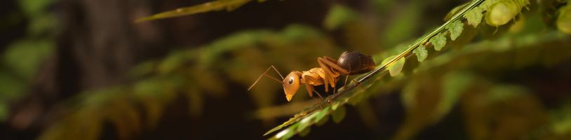 Záchrana mravenců v real-time strategii překvapuje realistickou grafikou