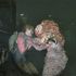 Vybuchující zadky v The Last of Us Part 2? Nakažený Shambler měl být jiný