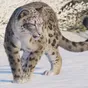 Majestátní levhart sněžný jedním z lákadel Planet Zoo 2