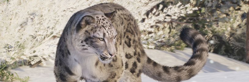 Majestátní levhart sněžný jedním z lákadel Planet Zoo 2