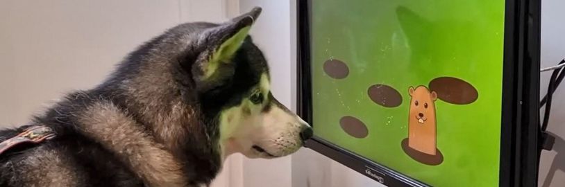 Milovníci zvířat, hráči a vědci pracují na herní konzoli pro psy