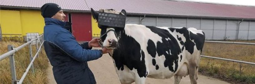 Krávy v Rusku si užívají virtuální realitu