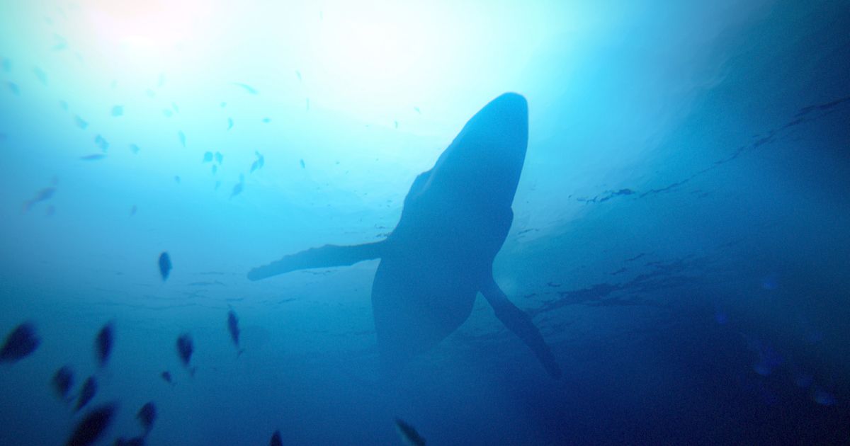 Under the Waves invites you to history under the sea