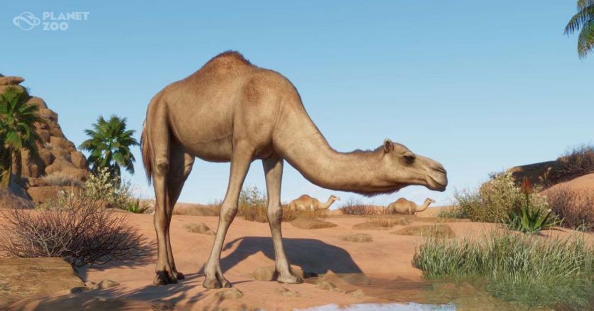 Desert Animals and Planet Zoo Game Update