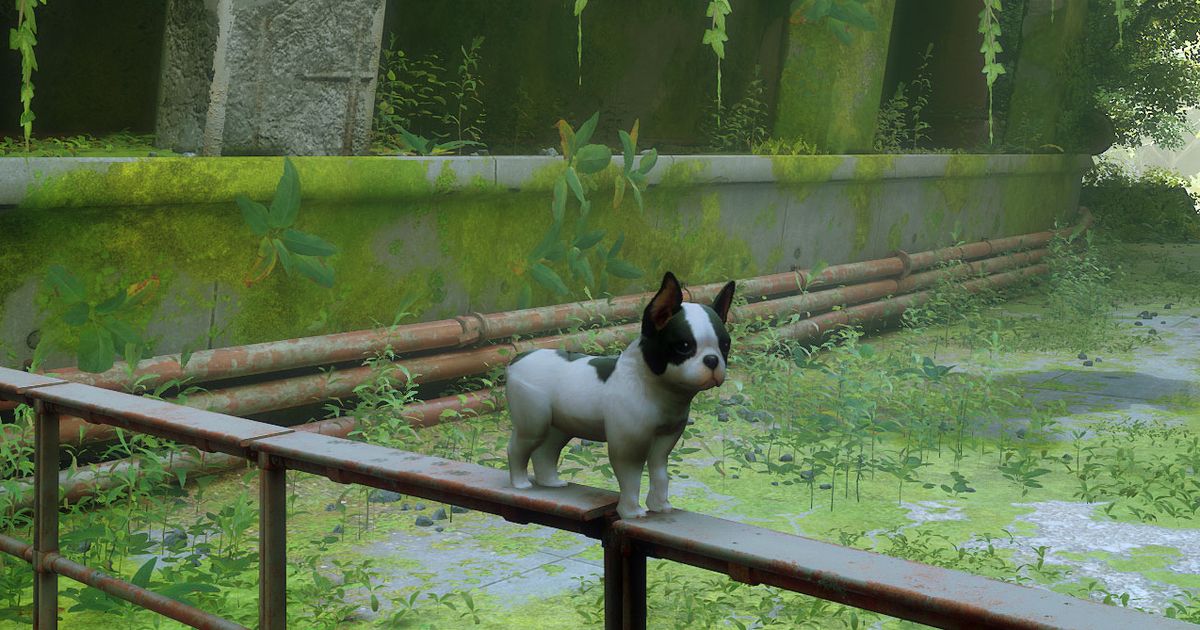 Do you prefer a dog to a cat?  Stray offers both